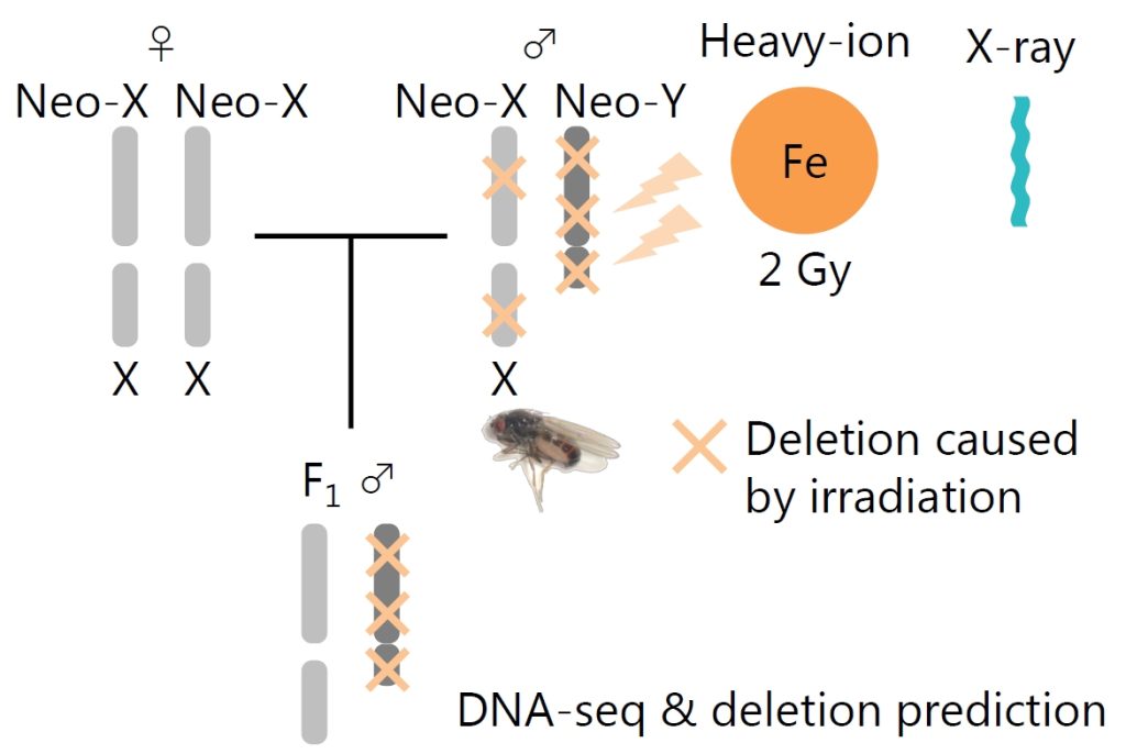 野澤班 ショウジョウバエのX染色体に生じる遺伝子量補償の即時性